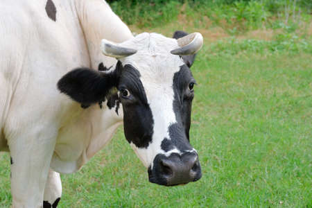 Cow on a green summer meadow. Closeup view of a cow, livestock.