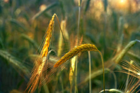 Wheat field and grains of wheat on a sunny day at sunset. Harvesting.