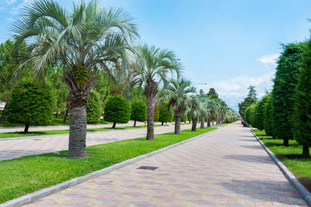 The beautiful park in sunny day.の写真素材