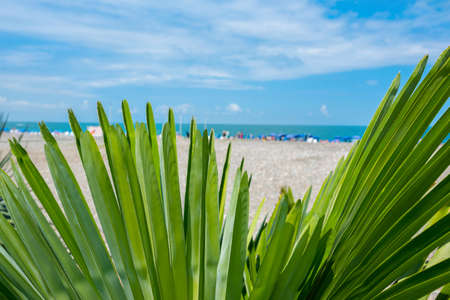 Tropical tree on a background the coast of sea.の写真素材