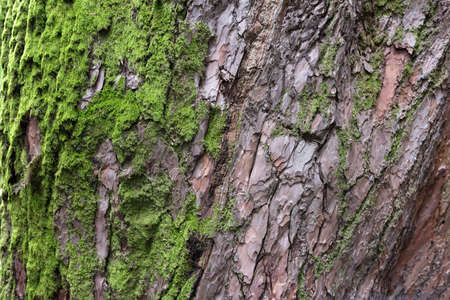 Tree trunk with moss. Closeup