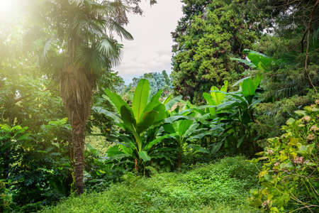 The rainforest, in summer sunny dayの写真素材