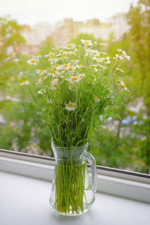 Spring field daisies on the windowsill by the window on a sunny day.の写真素材