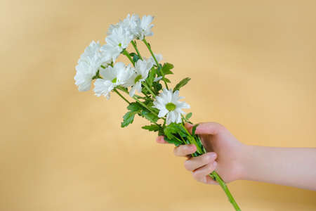 White chrysanthemum in a female hand on a yellow background. Skin care.の写真素材