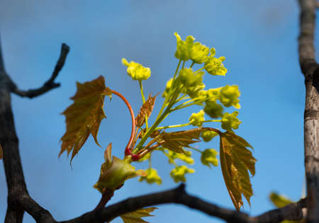 Spring. Blooming trees bud.の写真素材