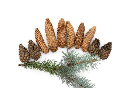 Christmas cones are isolated on a white background.の写真素材