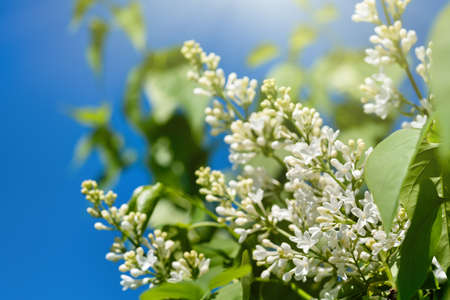 Blooming white lilac against the blue sky on a sunny day.の写真素材