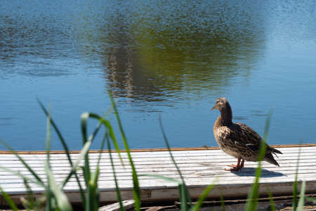 Wild duck in nature on a wooden bridge by the lake.の写真素材
