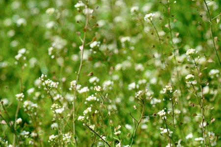 White wildflowers on green grass background. Nature background.