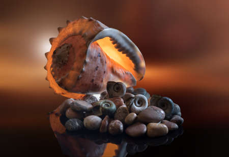Still life of sea stones, shells and crab, on a beautiful background.