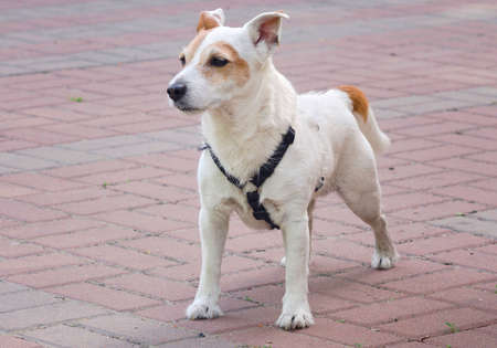 Jack cleared the terrier in a standing rackの写真素材