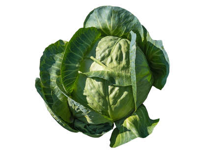 Green cabbage isolated on white backgroundの写真素材