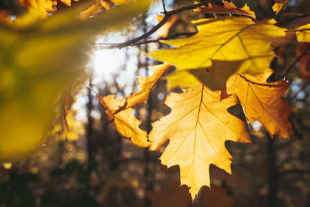 Close-up of autumn leaves with yellow trees and sun in the park. Natural background.の写真素材