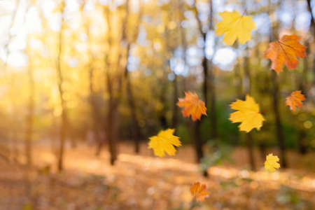 Falling autumn leaves natural blurred background. Beautiful autumn park with yellow leaves and...