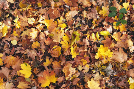 Yellow and orange autumn leaves background. View from above.