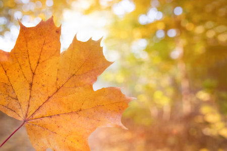 Maple autumn leaf in an autumn park on a sunny day. Autumn leaf season.の写真素材