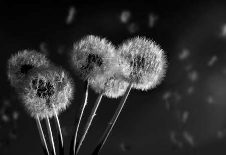 Dandelion on a black background in the dark at sunlightの写真素材