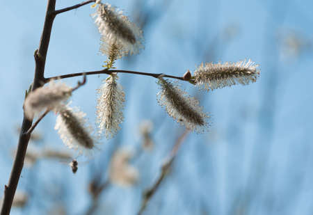 Spring. Flowering of buds on blue skyの写真素材