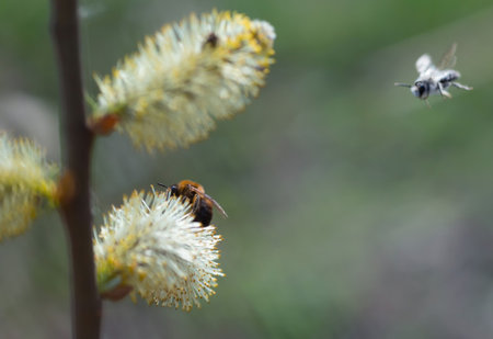 Flowering of buds in the sunlight with a bee on a blooming flower