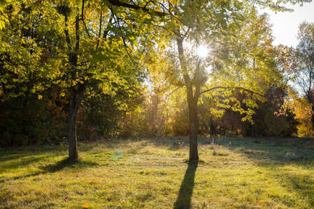 A beautiful forest with a bright sun shining through the trees. Forest trees and green grassの写真素材
