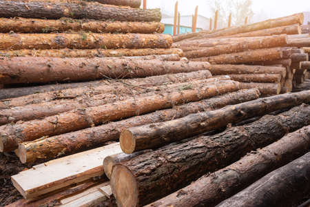 A pile of pine logs at a sawmill for processing. Processing and sawing wood at a sawmill. Woodworking industryの写真素材