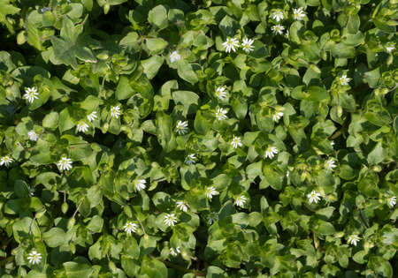 Wildflowers in nature. Flowers, top viewの写真素材
