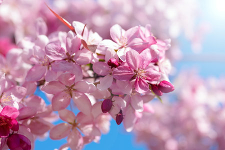 Cherry blossom branches on a sunny spring day. flowers of spring.の写真素材