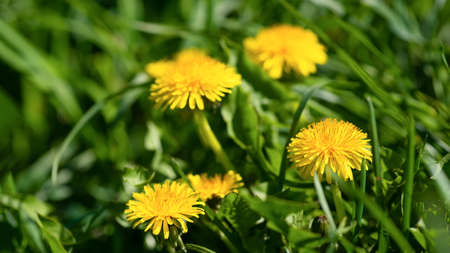 Yellow dandelions in green grass on a sunny day. flowers of spring.の写真素材