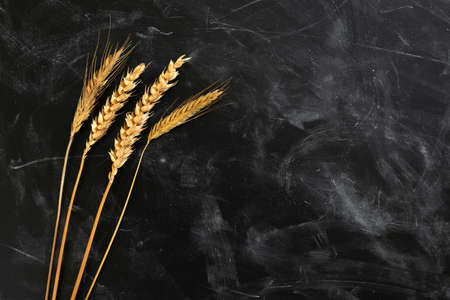Dry ears of wheat on a dark kitchen table. View from aboveの写真素材