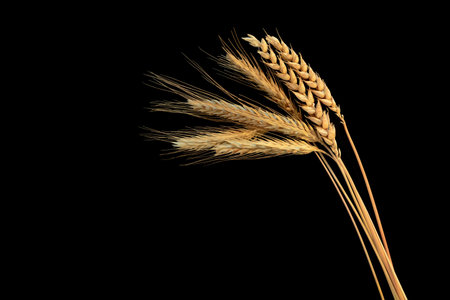 Dry ears of wheat grain isolated on black backgroundの写真素材