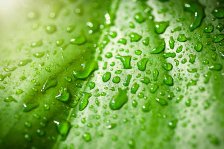 Tropical leaf with water drops close upの写真素材