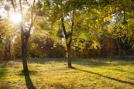 Sunlight in the forest autumn time. Natural autumn landscapeの写真素材