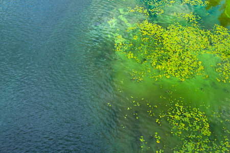 Dirty water in the river. Pollution of the river water. Ecological problems. Algae bloom. Top viewの写真素材