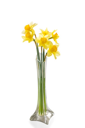 Yellow daffodils in a transparent glass vase on a white backgroundの写真素材