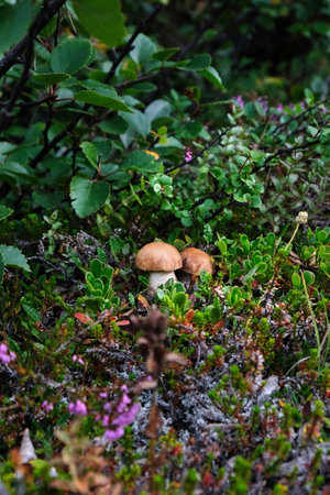 Boletus mushroom among plants in the forest. Forest edible boletus mushroom
