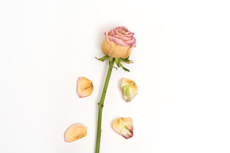 Dry rose with petals isolated on white background. Dried flower, top viewの写真素材