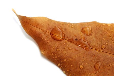 Macro, autumn concept: Water drops (raindrops) of different sizes on on a autumn leaf that has changed color. Water drops (raindrops) on a browned leaf on a white isolated backgroundの写真素材