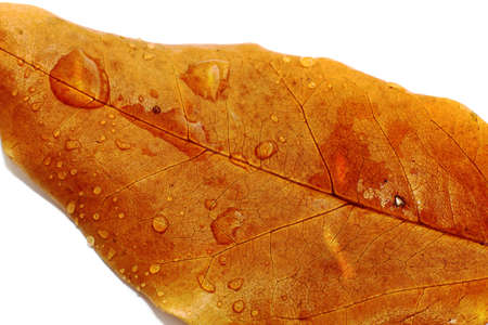 Autumn and rainy weather concept, macro: Rraindrops (Water drops) of different sizes on on a autumn leaf that has changed color. Rraindrops (Water drops) on a browned leaf on a white backgroundの写真素材