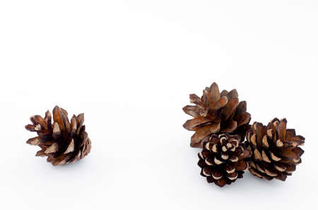 A Pine conesの写真素材