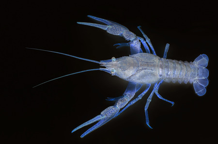 Neon river cancer on black backgroundの写真素材