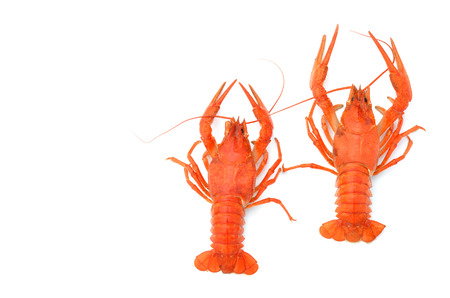 Red river cancer on a white backgroundの写真素材