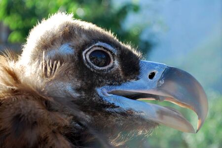 Vulture head close upの写真素材