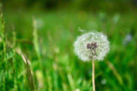 Dandelion on a background of grassの写真素材