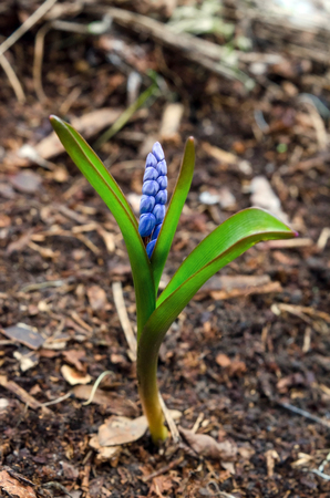 The blue snowdropの写真素材