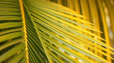 Palm leaf close up, shallow depth of field. Tropical backgroundの写真素材