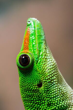 Phelsuma grandis gecko head portraitの写真素材