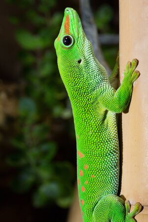 Phelsauma grandis gecko on bambooの写真素材