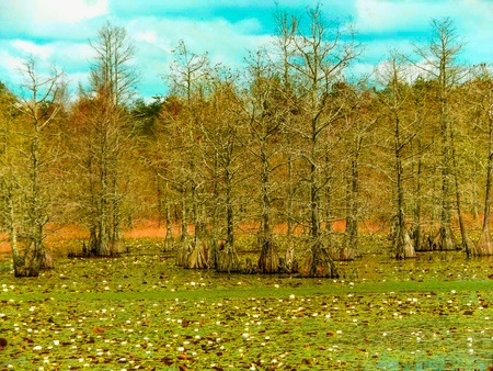 Green Swampの写真素材
