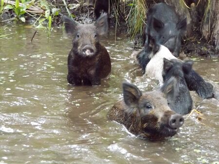 Wild Boar Sus scrotaの写真素材