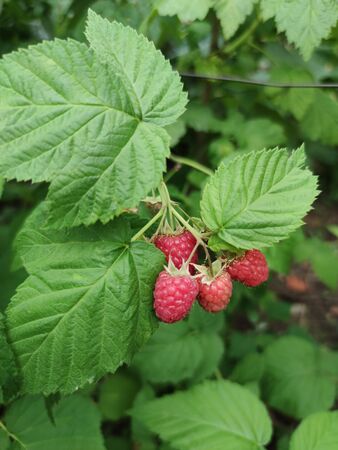 raspberry red fruit berry summer
